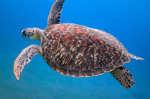 UniSC Sunshine Coast Fraser Coast Animal Ecology bachelor diploma turtle